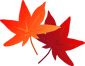 �g�t���o�[�x�L���[